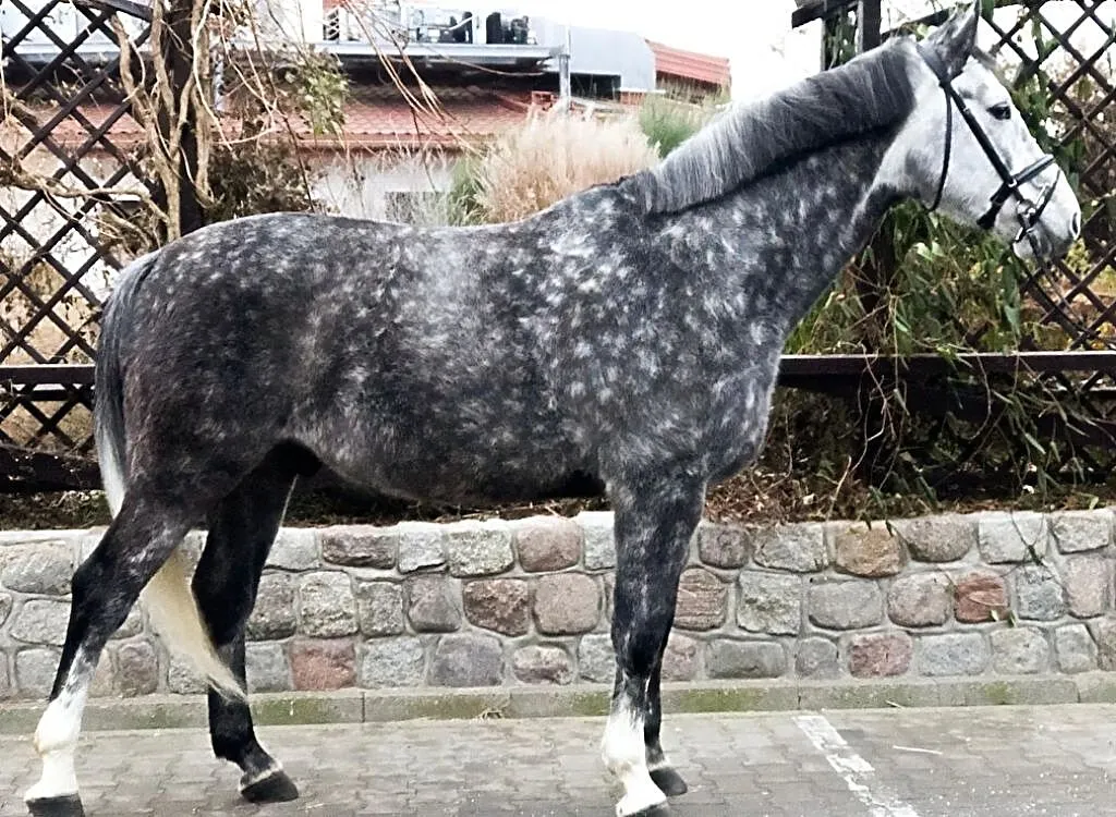 Olivier ZK, Łódzkie, Łódź