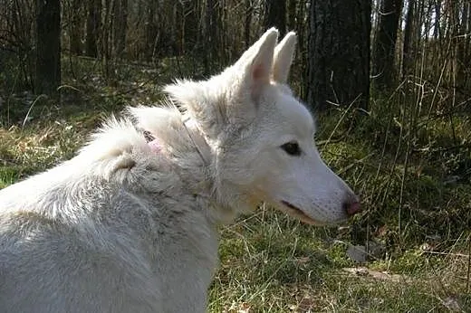 Iga piękna sunia husky czeka na kochającą rodzinę,