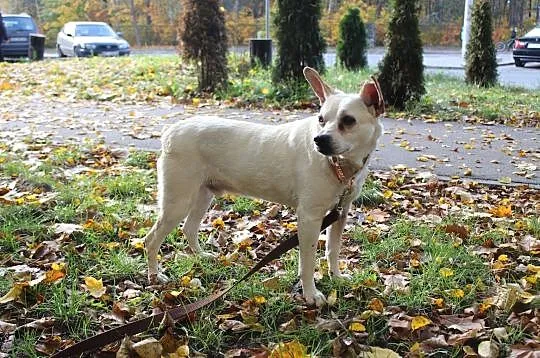 Staś - pokochaj tego cudaka! Albo będzie draka! ;), Mazowieckie, Warszawa