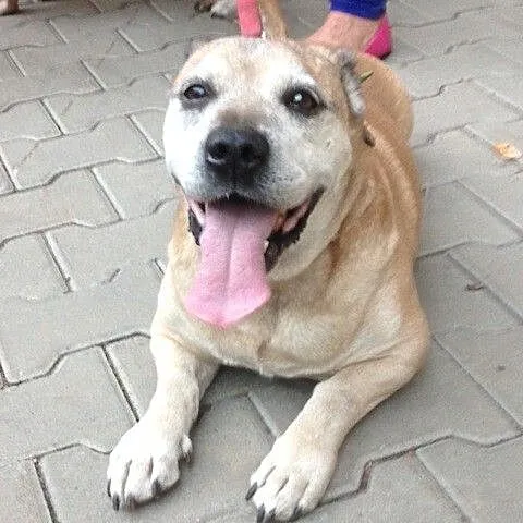 Zetek - bardzo łagodny psiak do adopcji