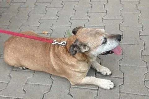 Zetek - bardzo łagodny  psiak do adopcji