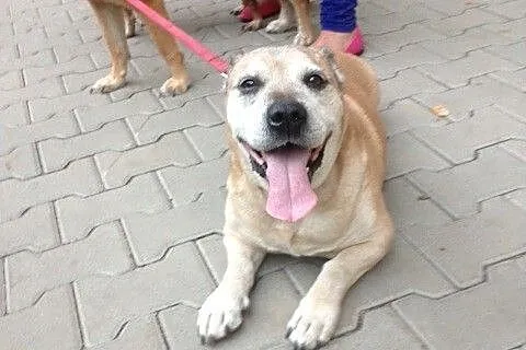 Zetek - bardzo łagodny  psiak do adopcji