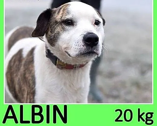 2 lata,20 kg ,dla doświadczonych,nie do dzieci, am