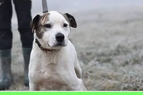 2 lata,20 kg ,dla doświadczonych,nie do dzieci, am