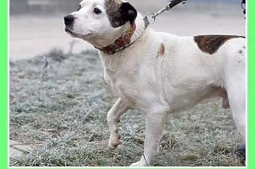 2 lata,20 kg ,dla doświadczonych,nie do dzieci, am