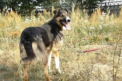 Wspaniała Bajka - kto pokocha ?,  Kundelki cała Polska