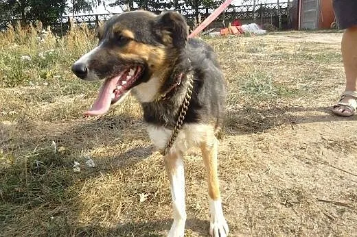 Wspaniała Bajka - kto pokocha ?,  Kundelki cała Po
