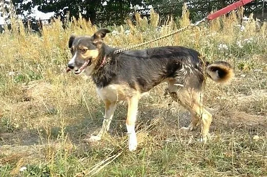 Wspaniała Bajka - kto pokocha ?,  Kundelki cała Po