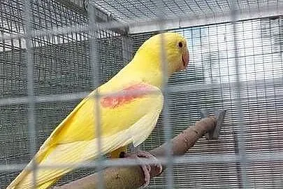 Aleksandretta większa lutino 25r samica, Śląskie, Wodzisław Śląski