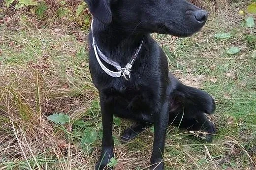 EWI-piekna czarna,mloda sunia,adopcja!!,  świętokr