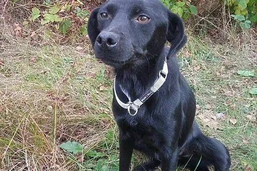 EWI-piekna czarna,mloda sunia,adopcja!!,  świętokr