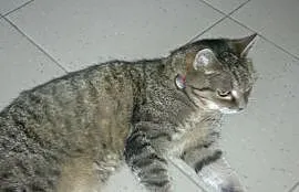 Znaleziono kotkę w tęczowej obroży