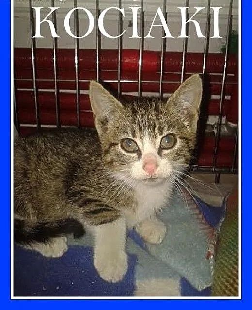 Małe kociaki,whiskasowy i pręgusek,odrobaczone.ADO