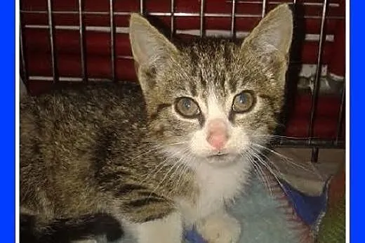 Małe kociaki,whiskasowy i pręgusek,odrobaczone.ADO