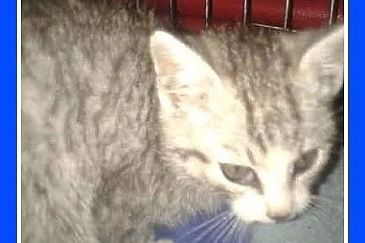 Małe kociaki,whiskasowy i pręgusek,odrobaczone.ADO