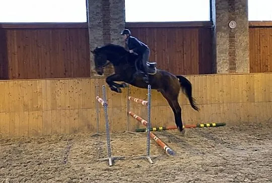 Wałach skokowy po Elvis Ter Putte / Diamant De Semilly