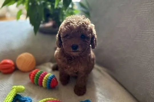 Pudel Miniatura samczyk