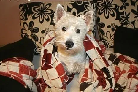 Suczka rasy West Highland White Terrier, śląskie Dąbrowa Górnicza