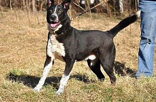Marzenia Deresza..., warmińsko-mazurskie Olsztyn