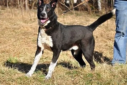 Marzenia Deresza..., warmińsko-mazurskie Olsztyn