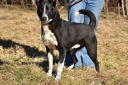 Marzenia Deresza...,  warmińsko-mazurskie Olsztyn