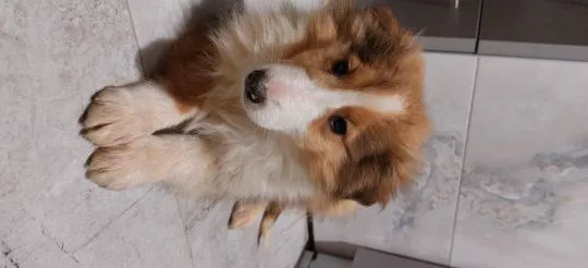 Owczarek szkocki, collie, lassie, lessie, pies rodzinny, Małopolskie, Gorlice