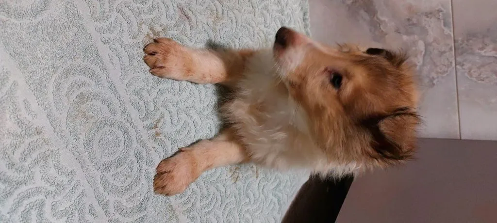 Owczarek szkocki, collie, lassie, lessie, pies rodzinny, Małopolskie, Gorlice