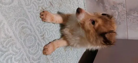 Owczarek szkocki, collie, lassie, lessie, pies rodzinny, Małopolskie, Gorlice