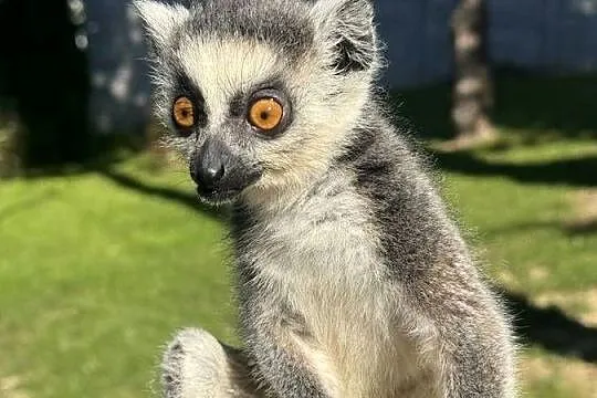 Na sprzedaż młody samiec lemur katta
