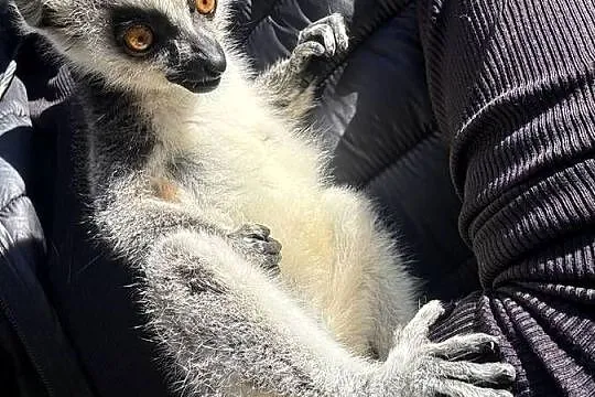 Na sprzedaż młody samiec lemur katta, Małopolskie, Kraków