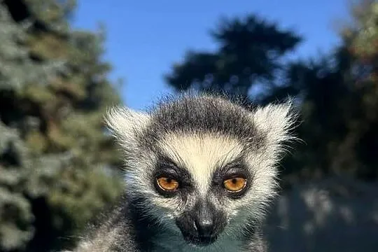 Na sprzedaż młody samiec lemur katta, Małopolskie, Kraków