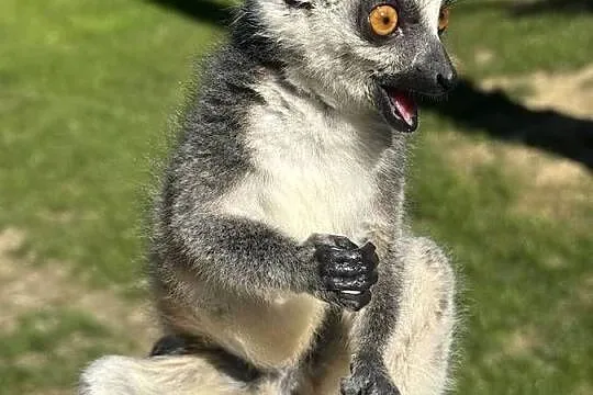 Na sprzedaż młody samiec lemur katta, Małopolskie, Kraków