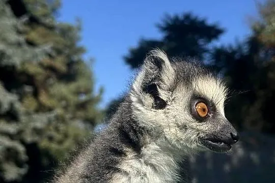 Na sprzedaż młody samiec lemur katta, Małopolskie, Kraków