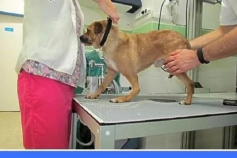 Kochany KACPEREK po zabiegu w schronisku nie ma sz