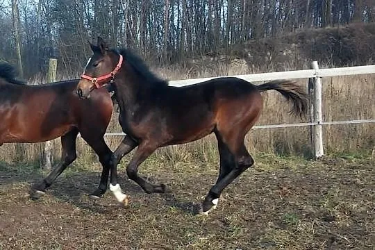 Iron Wspaniały Paszport Sportowy!