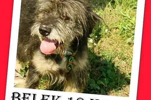 10kg,przyjazny,łagodny,wesoły kudłacz,piesek BELEK.Adopcja,  małopolskie Kraków