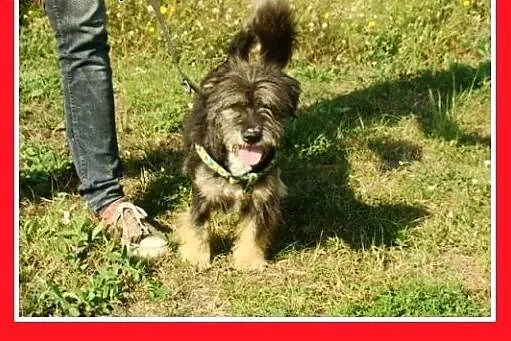 10kg,przyjazny,łagodny,wesoły kudłacz,piesek BELEK