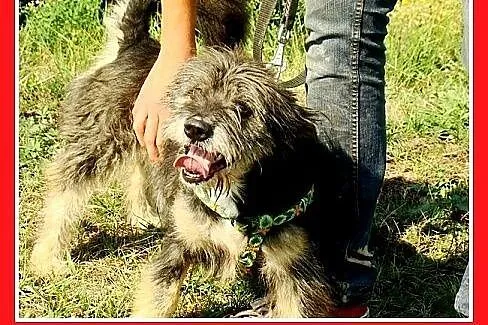 10kg,przyjazny,łagodny,wesoły kudłacz,piesek BELEK