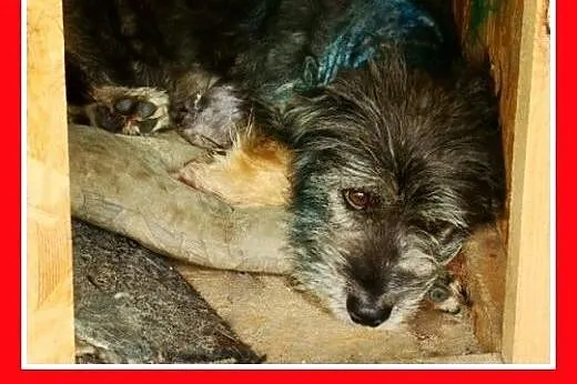 10kg,przyjazny,łagodny,wesoły kudłacz,piesek BELEK