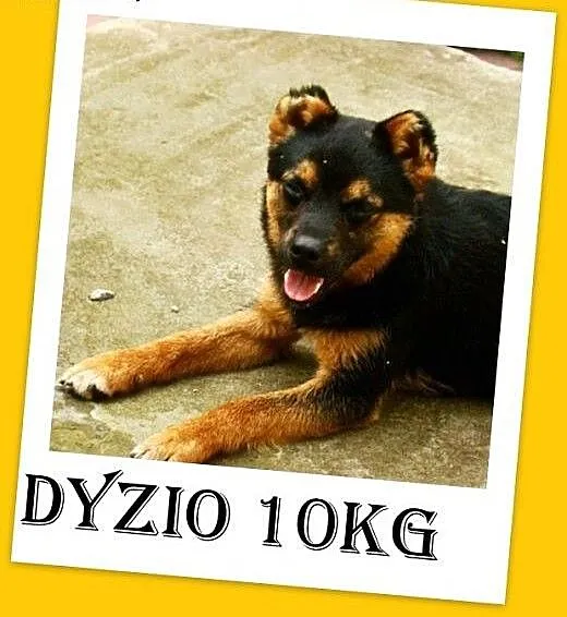 Grożba schroniska,11kg,łagodny,wyrzucony z samocho