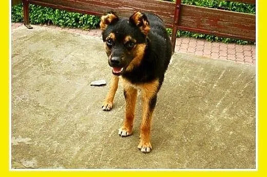 Grożba schroniska,11kg,łagodny,wyrzucony z samocho