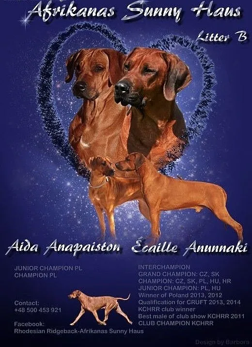Rhodesian Ridgeback rezerwacja szczeniąt, wielkop