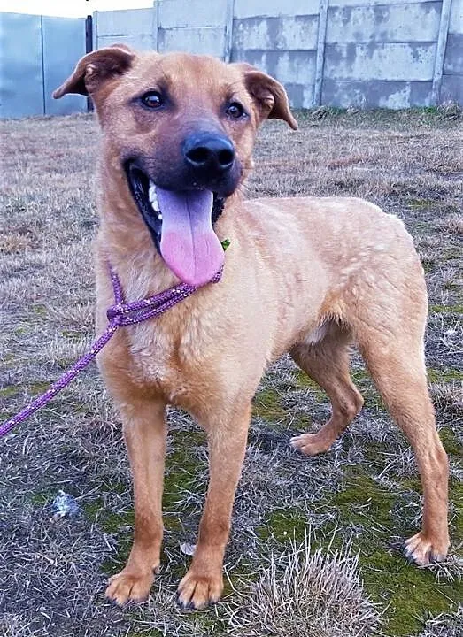 BARNEY - młody, wesoły, łagodny psiak; do adopcji, wielkopolskie Poznań, Wielkopolskie, Poznań