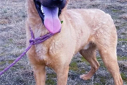 BARNEY - młody, wesoły, łagodny psiak; do adopcji,  wielkopolskie Poznań, Wielkopolskie, Poznań