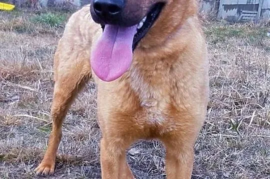 BARNEY - młody, wesoły, łagodny psiak; do adopcji,  wielkopolskie Poznań, Wielkopolskie, Poznań