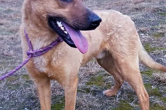 BARNEY - młody, wesoły, łagodny psiak; do adopcji,  wielkopolskie Poznań, Wielkopolskie, Poznań