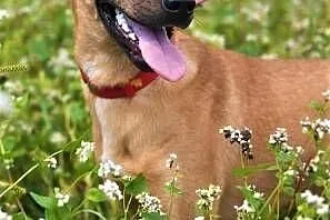 BARNEY - młody, wesoły, łagodny psiak; do adopcji,  wielkopolskie Poznań, Wielkopolskie, Poznań