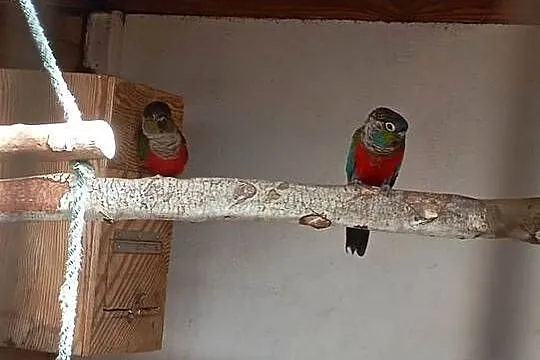 Rudosterki czerwonobrzuche