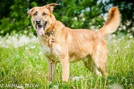OTOZ Animals - Boston - duży energiczny psiak czek