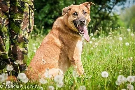 OTOZ Animals - Boston - duży energiczny psiak czek